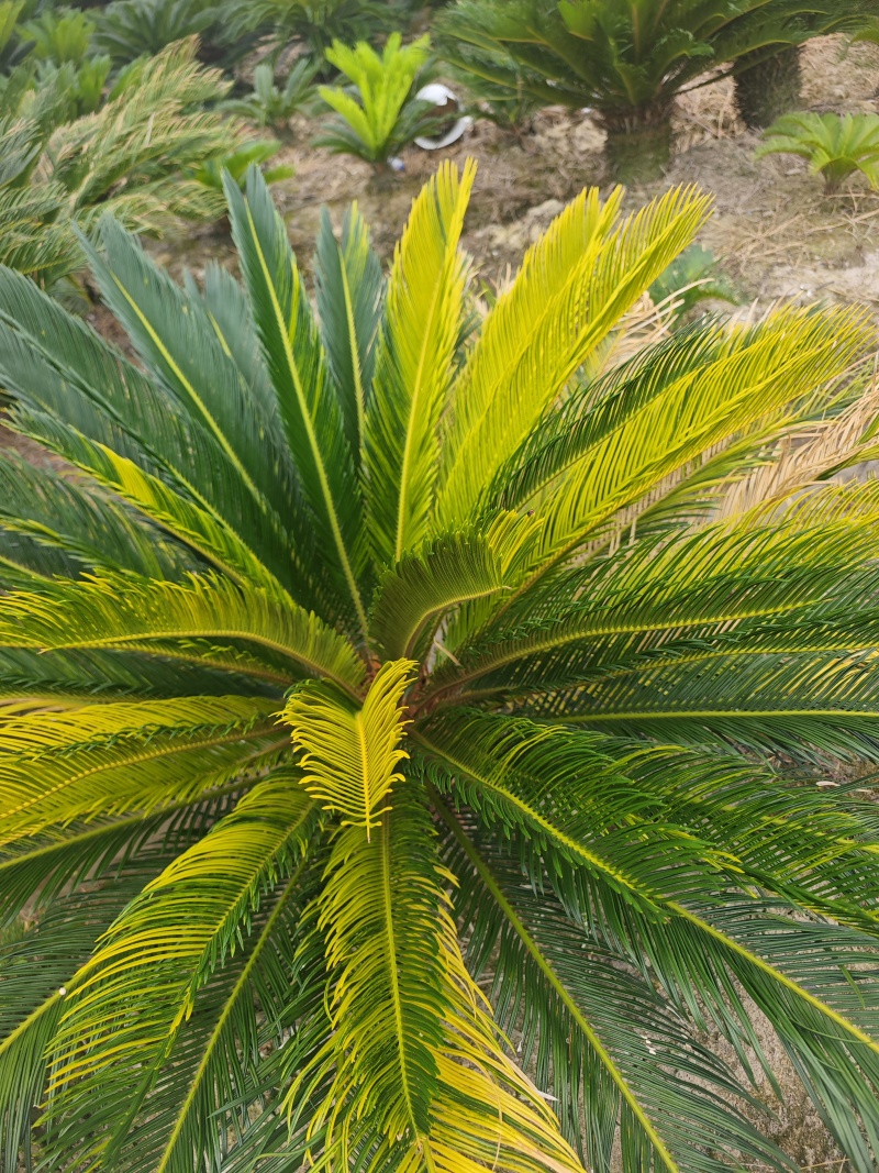 铁树