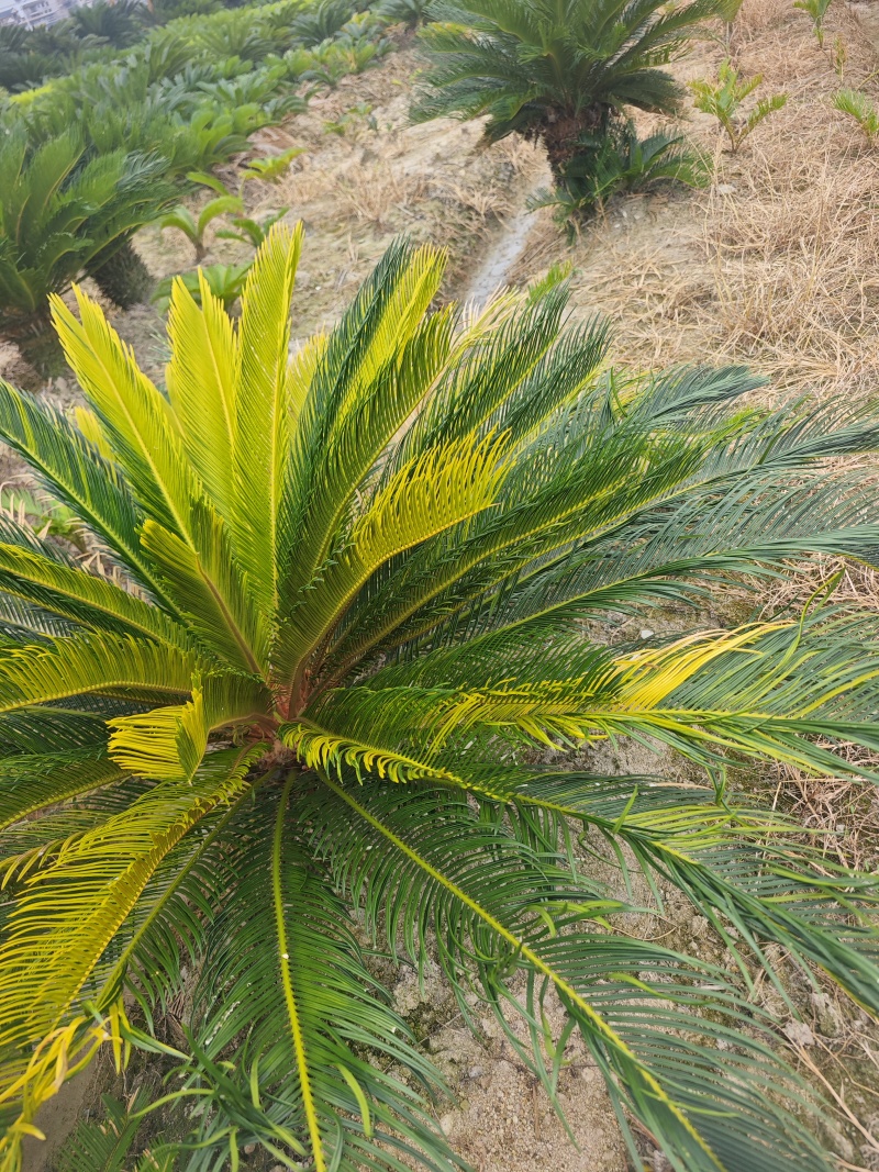 铁树