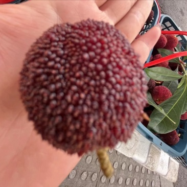 东魁杨梅
