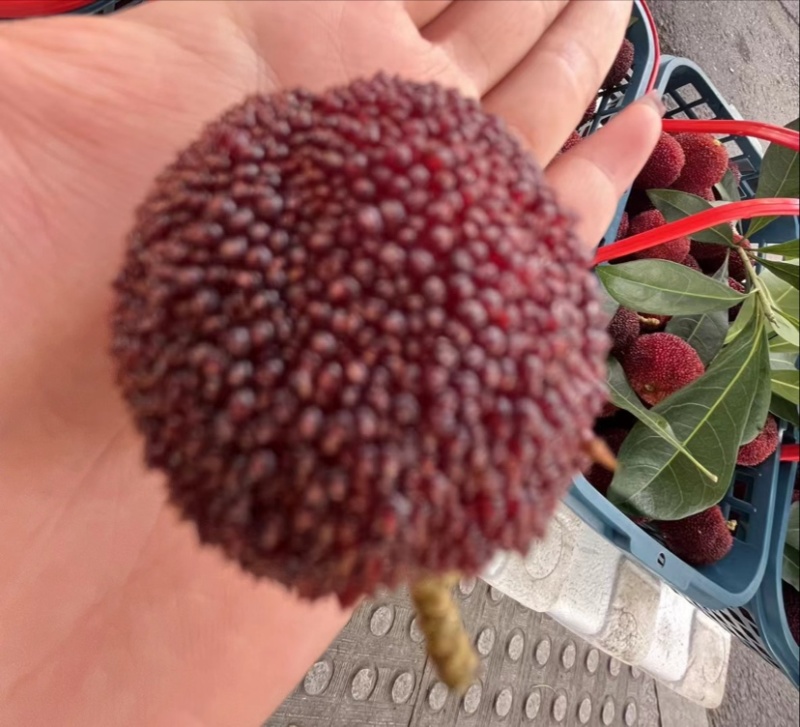 东魁杨梅