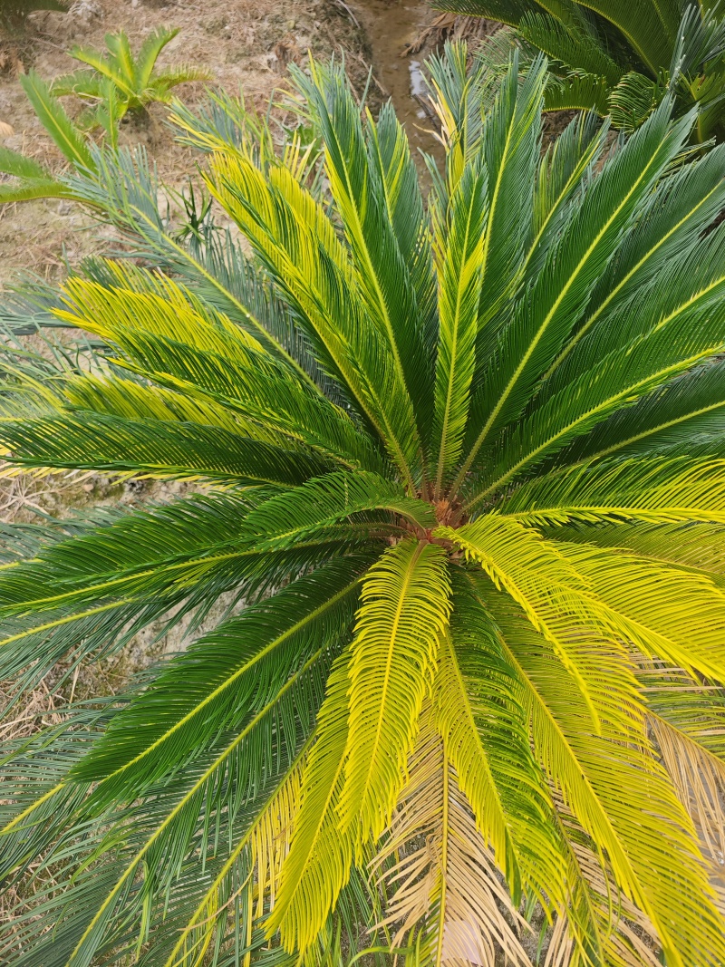 铁树