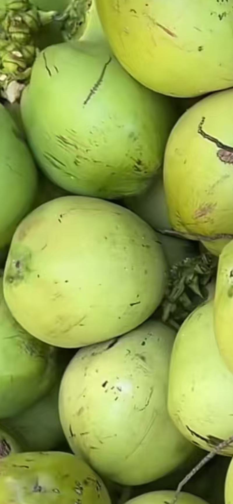 椰子