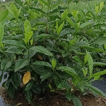 栀子花苗
