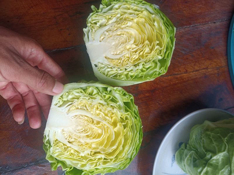 韩美喧菜（甘蓝）