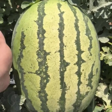 硒砂瓜