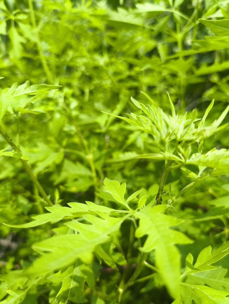 牛盲，黄荆树，葎草