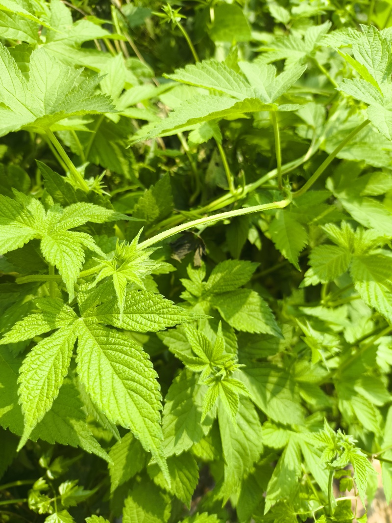 牛盲，黄荆树，葎草