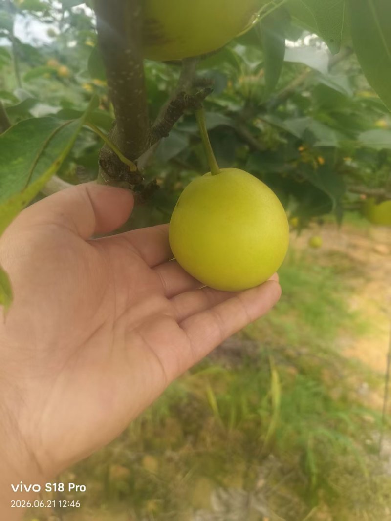 云南精品蜂糖梨种植基地现摘现发质优价廉物超所值