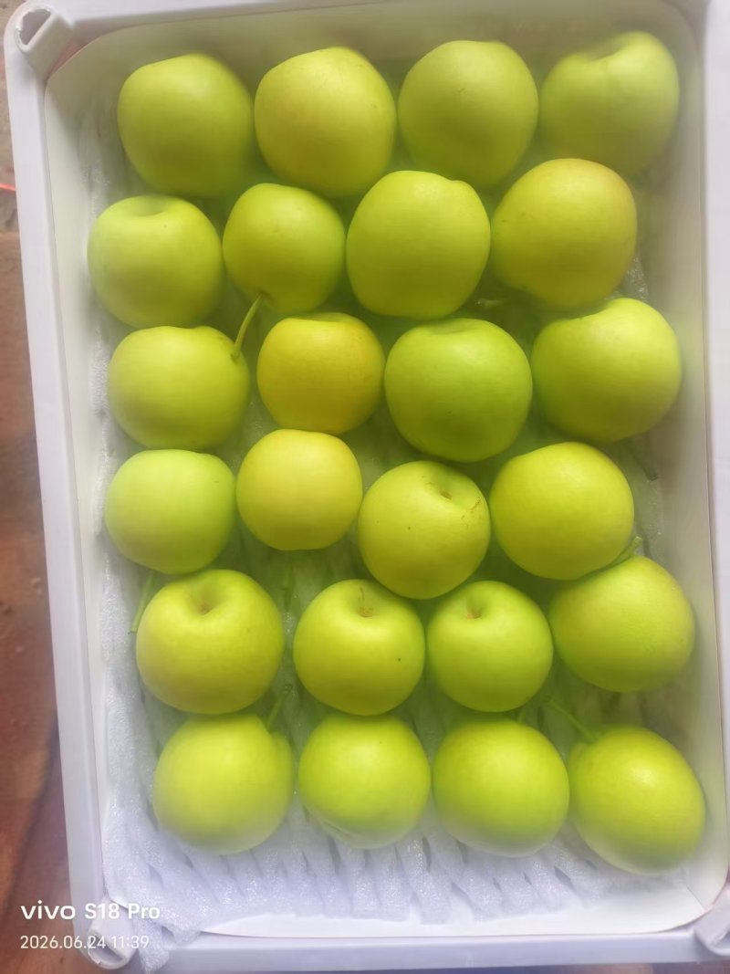 云南精品蜂糖梨种植基地现摘现发质优价廉物超所值