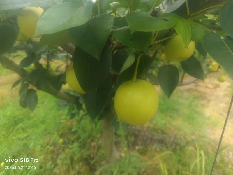云南精品蜂糖梨种植基地现摘现发质优价廉物超所值
