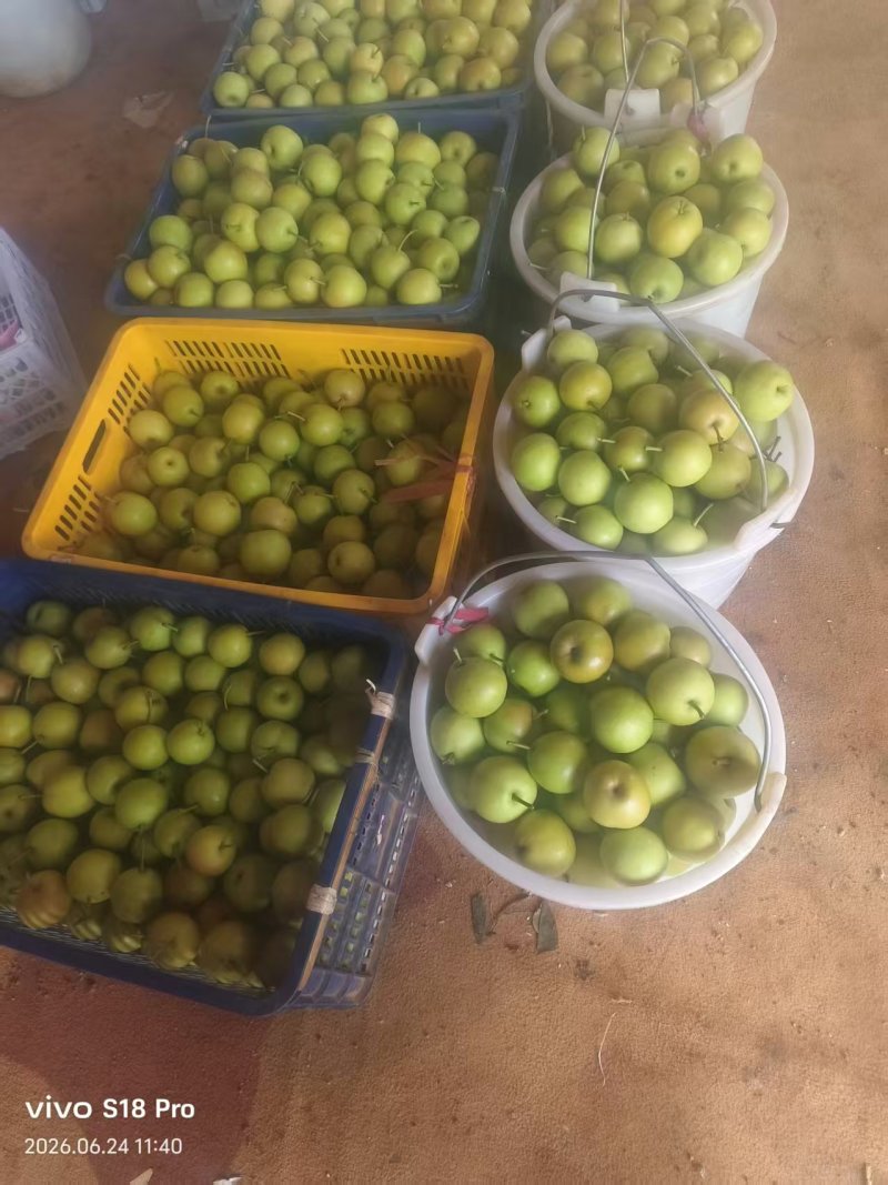 云南精品蜂糖梨种植基地现摘现发质优价廉物超所值
