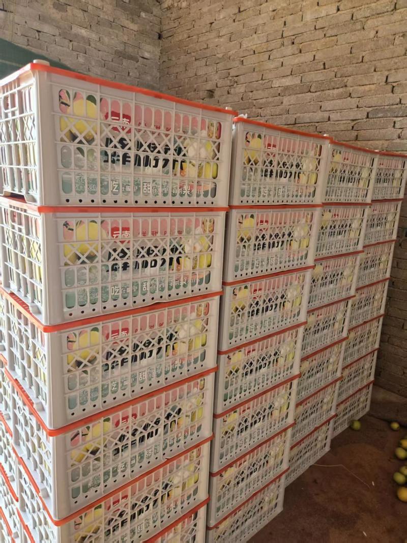 云南精品蜂糖梨种植基地现摘现发质优价廉物超所值