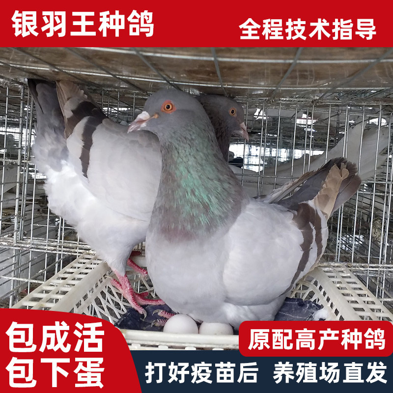 优质鸽子，银王鸽，银王肉鸽，自己养殖基地，量大从优