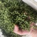 重庆江津青花椒品质保证一手货源诚信经营欢迎选购