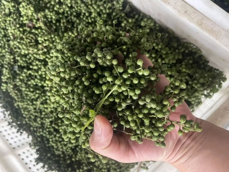 重庆江津青花椒品质保证一手货源诚信经营欢迎选购