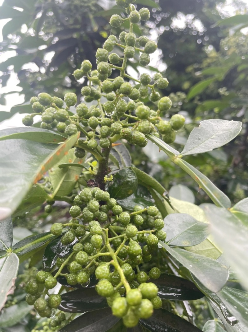 重庆江津青花椒品质保证一手货源诚信经营欢迎选购