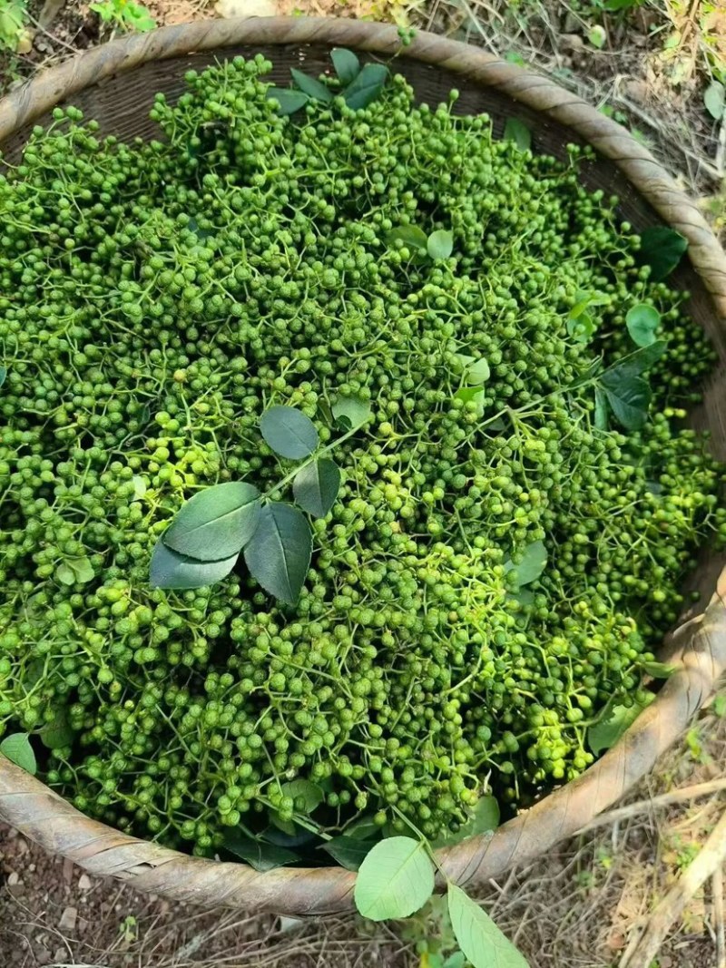 重庆江津青花椒品质保证一手货源诚信经营欢迎选购