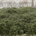 重庆江津青花椒品质保证一手货源诚信经营欢迎选购