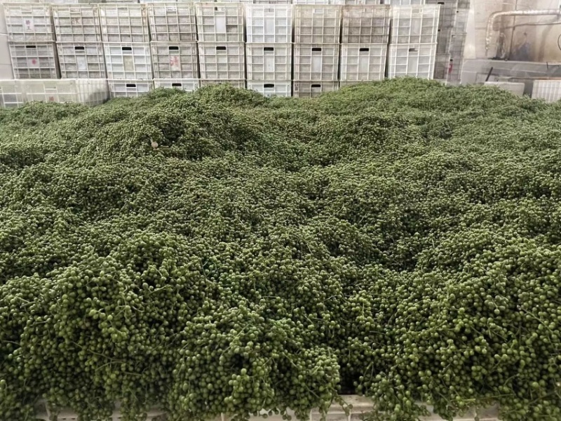 重庆江津青花椒品质保证一手货源诚信经营欢迎选购