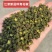 重庆江津青花椒品质保证一手货源诚信经营欢迎选购
