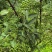 重庆江津青花椒品质保证一手货源诚信经营欢迎选购