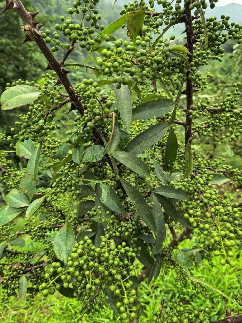 重庆江津青花椒品质保证一手货源诚信经营欢迎选购