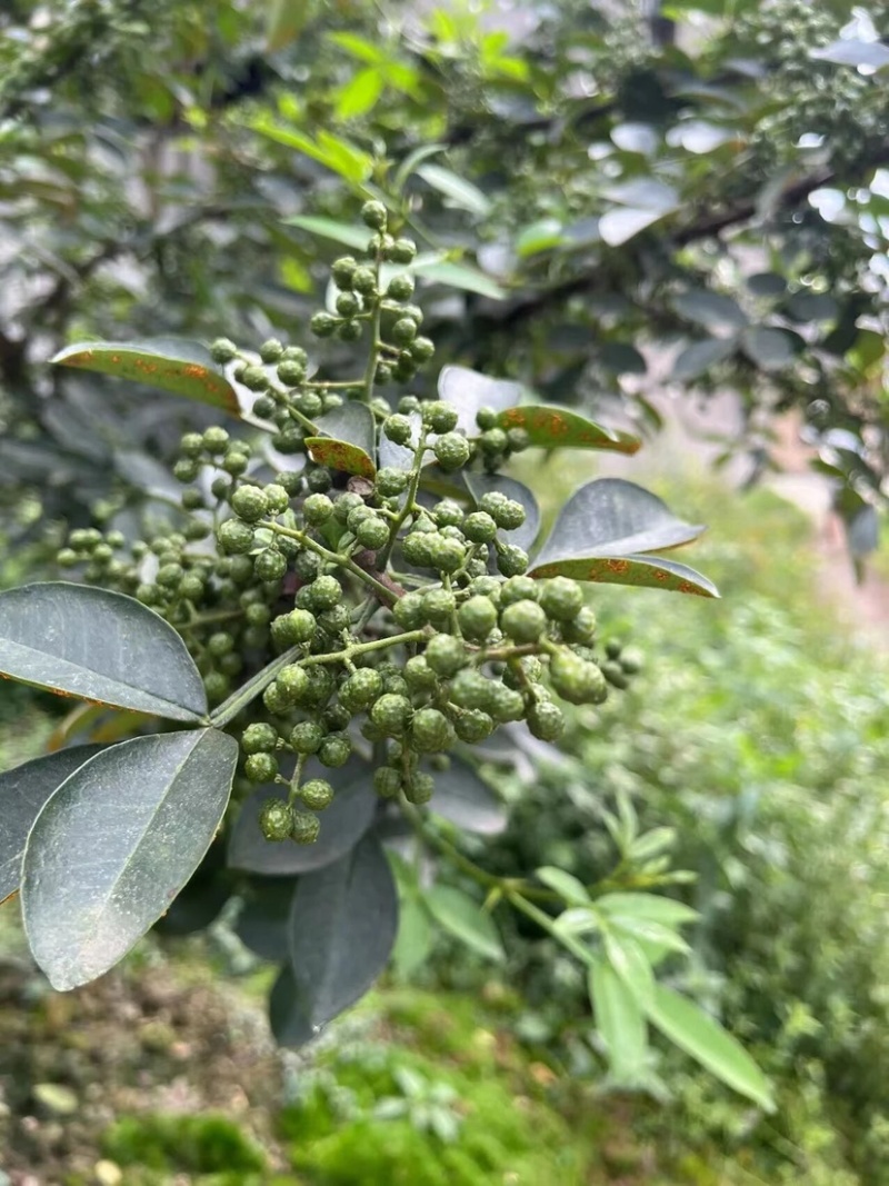 重庆江津青花椒品质保证一手货源诚信经营欢迎选购