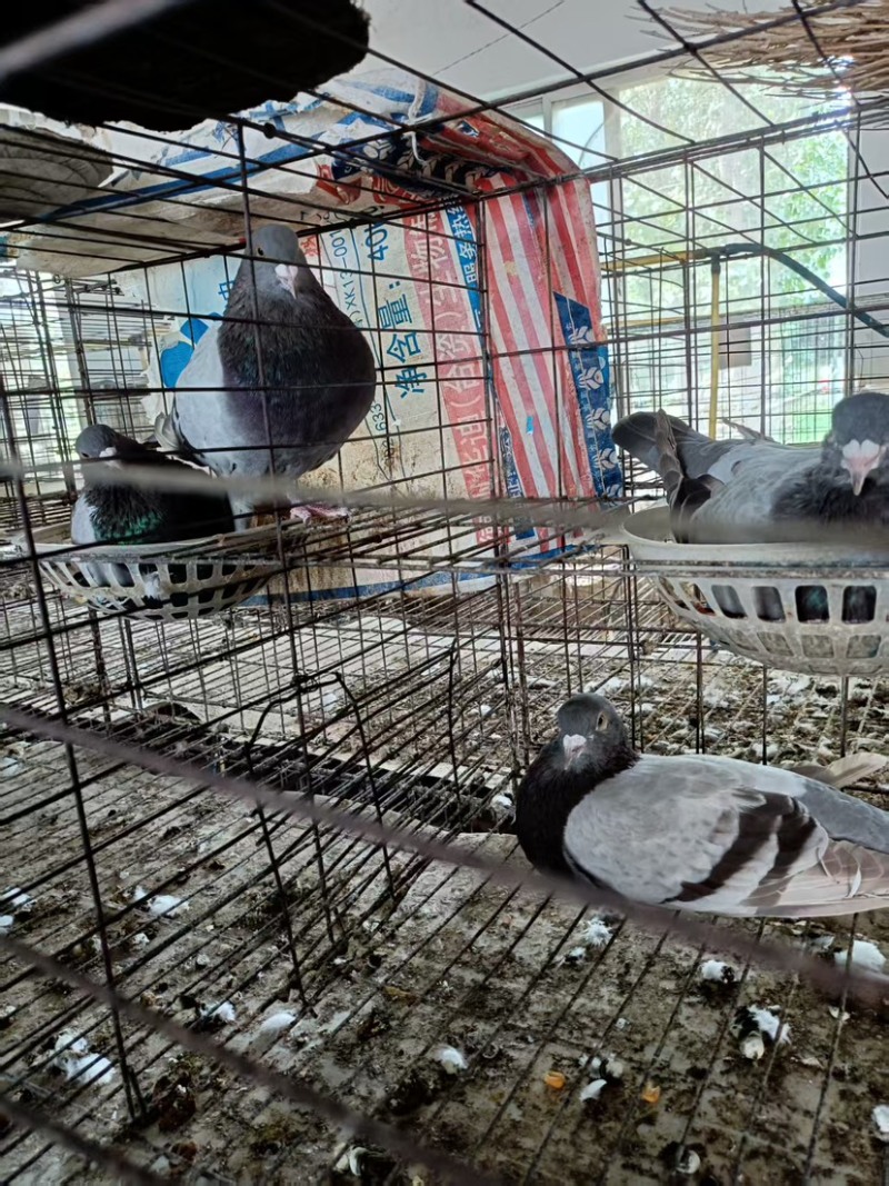 优质鸽子，银王鸽，银王肉鸽，自己养殖基地，量大从优