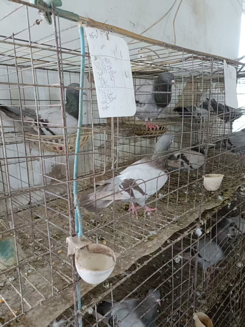优质鸽子，银王鸽，银王肉鸽，自己养殖基地，量大从优