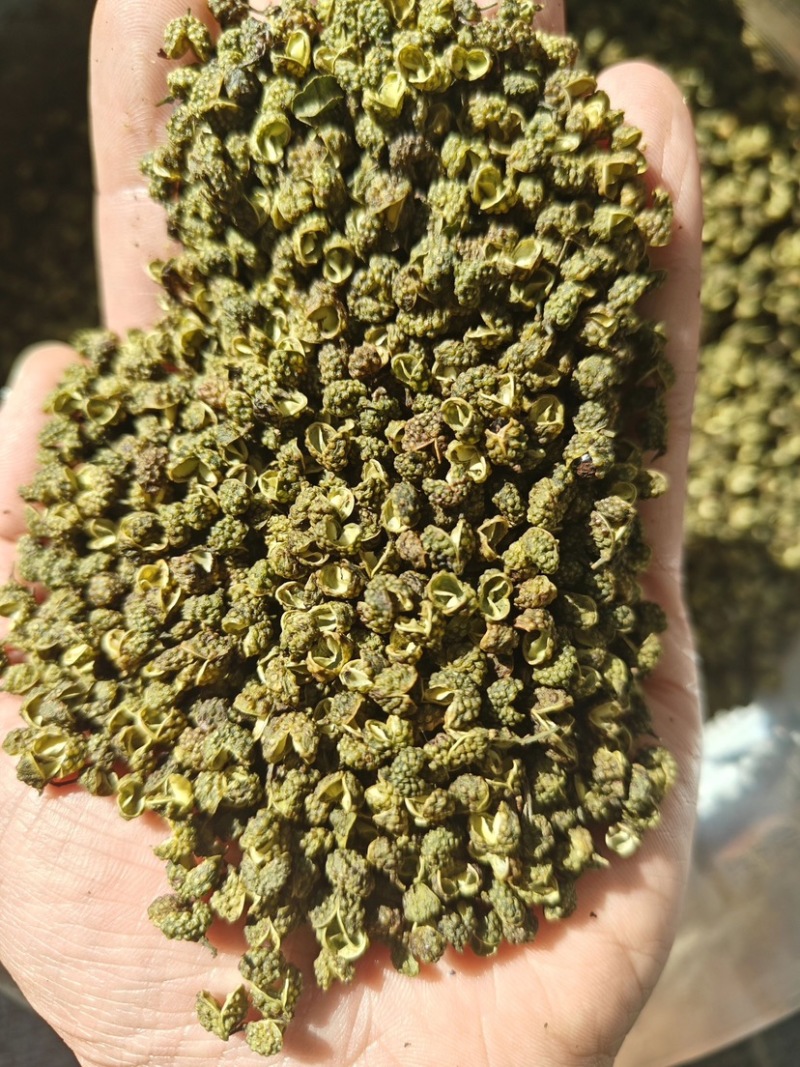 金阳青花椒大量供应一手货源品质保证诚信经营欢迎来电