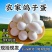 鸽子蛋，新鲜鸽蛋，散养农家鸽子蛋，只发当日新鲜蛋，量大从优