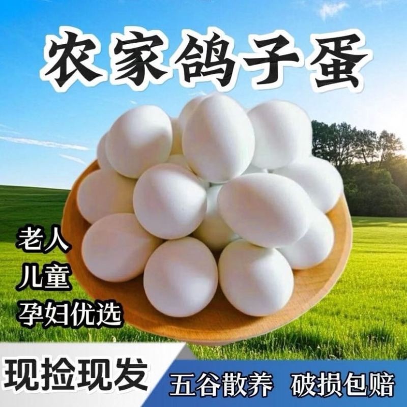 鸽子蛋，新鲜鸽蛋，散养农家鸽子蛋，只发当日新鲜蛋，量大从优