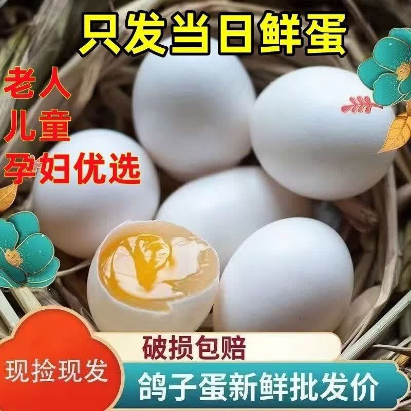 鸽子蛋，新鲜鸽蛋，散养农家鸽子蛋，只发当日新鲜蛋，量大从优