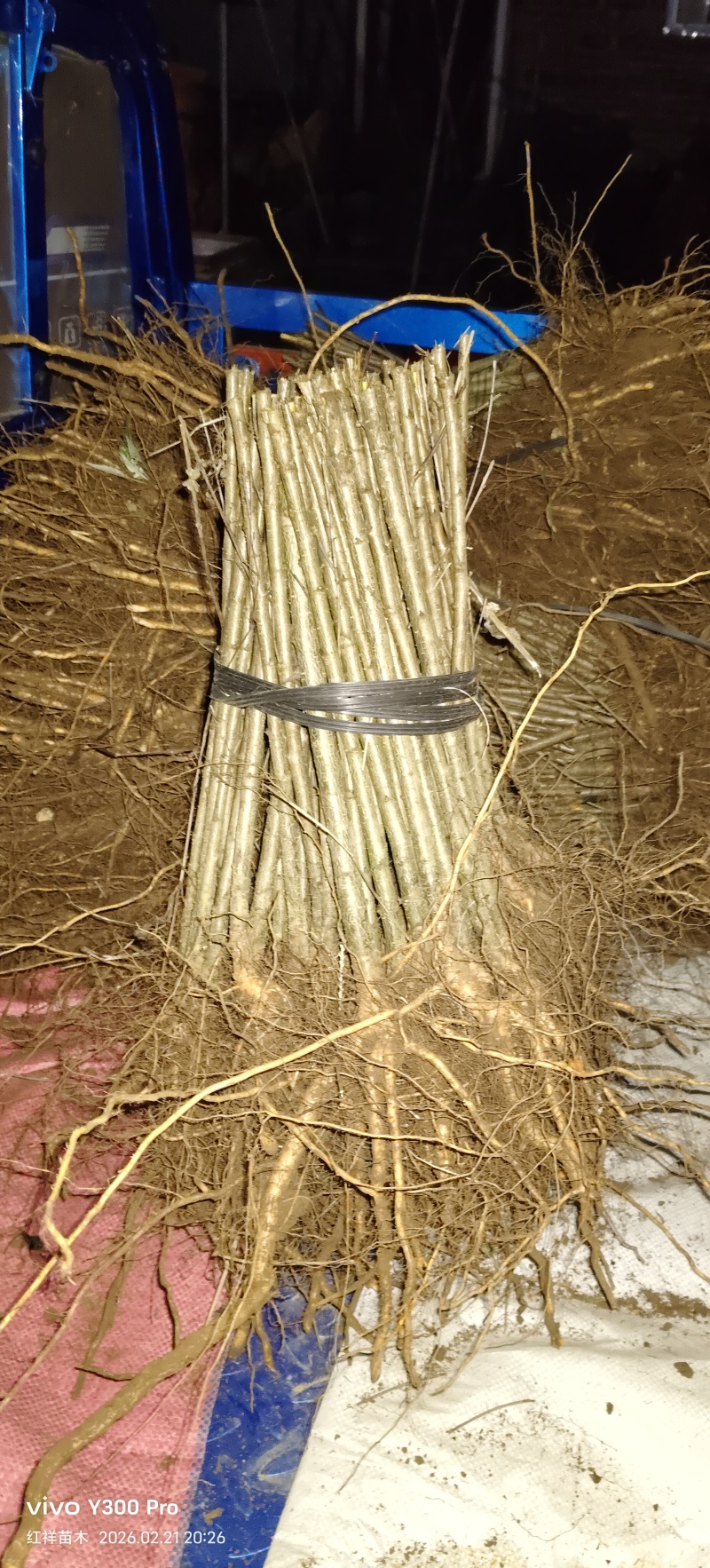 毛桃苗桃苗毛桃大小苗广西毛桃苗现挖现发
