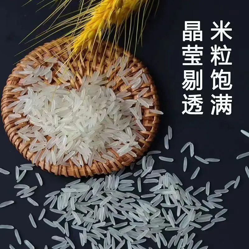 粮心妹长粒丝苗米50斤猫牙米新米煲仔饭优质籼米食堂饭店南