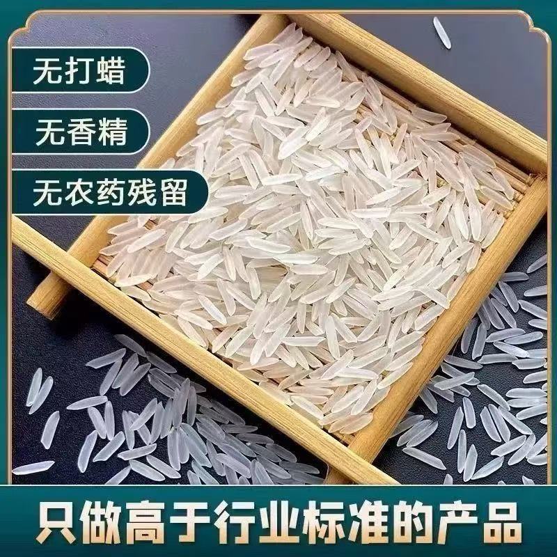 粮心妹长粒丝苗米50斤猫牙米新米煲仔饭优质籼米食堂饭店南