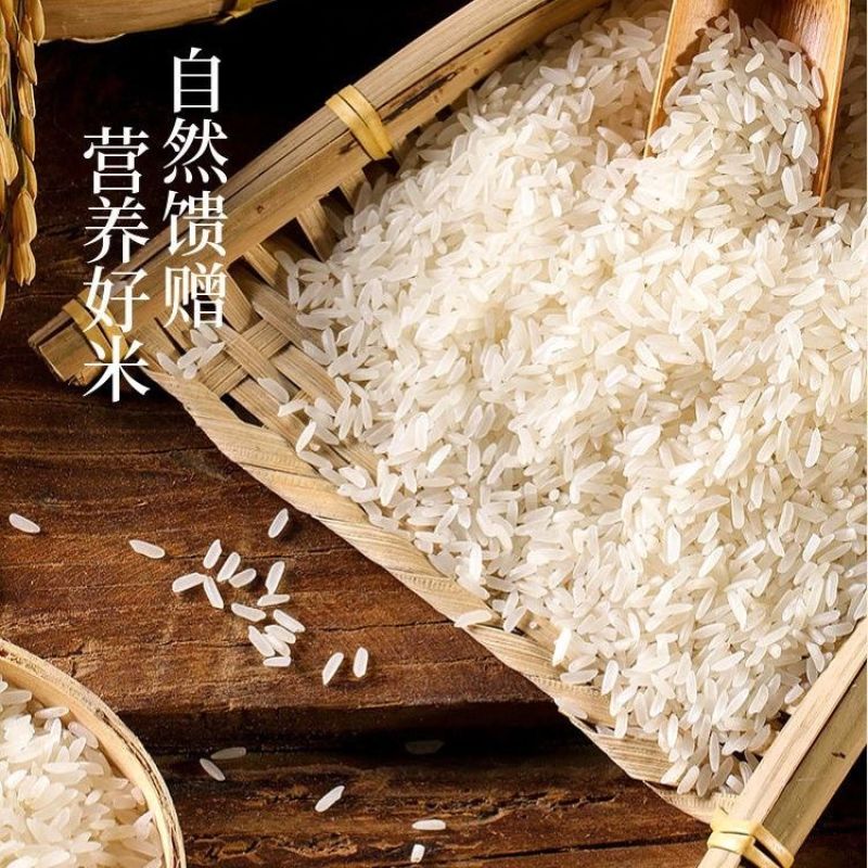 粮心妹长粒丝苗米50斤猫牙米新米煲仔饭优质籼米食堂饭店南