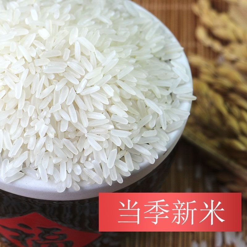 粮心妹长粒丝苗米50斤猫牙米新米煲仔饭优质籼米食堂饭店南