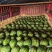 湖北宜城精品西瓜金花6号西一手货源量大从优产地直发