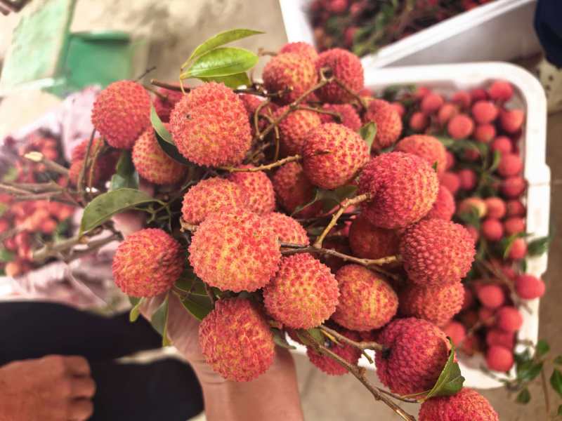 桂味荔枝40万斤