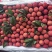 桂味荔枝40万斤