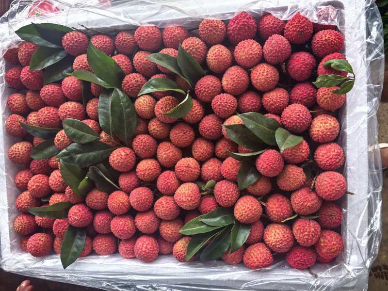 桂味荔枝40万斤