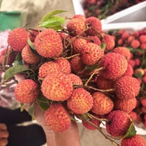 桂味荔枝40万斤