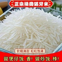 净重50斤】猫牙香米50斤批发丝苗米现磨直发农家长粒香米