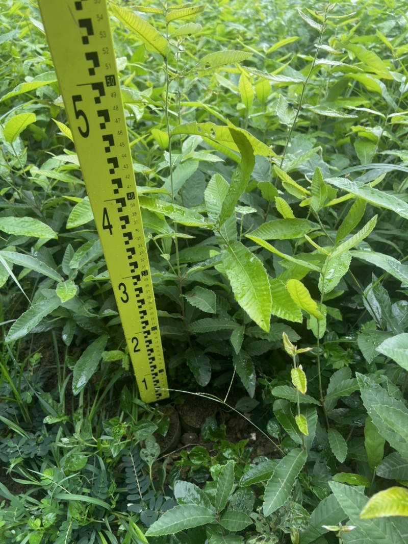 麻栎无纺布袋苗