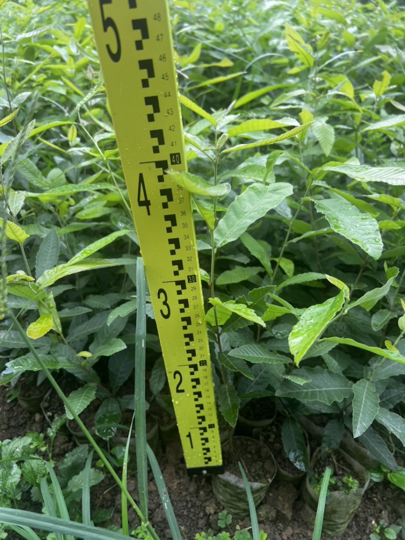 麻栎无纺布袋苗