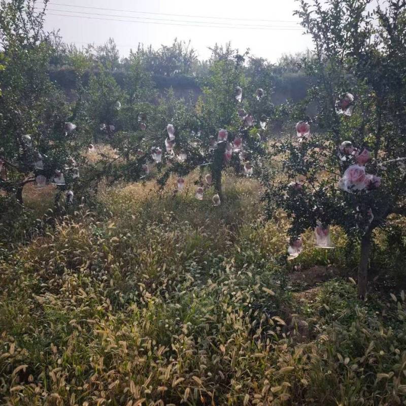 临潼石榴新品骊山红半软籽石榴，自有百亩果园，欢迎合作！
