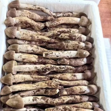云南丽江野生鸡枞菌