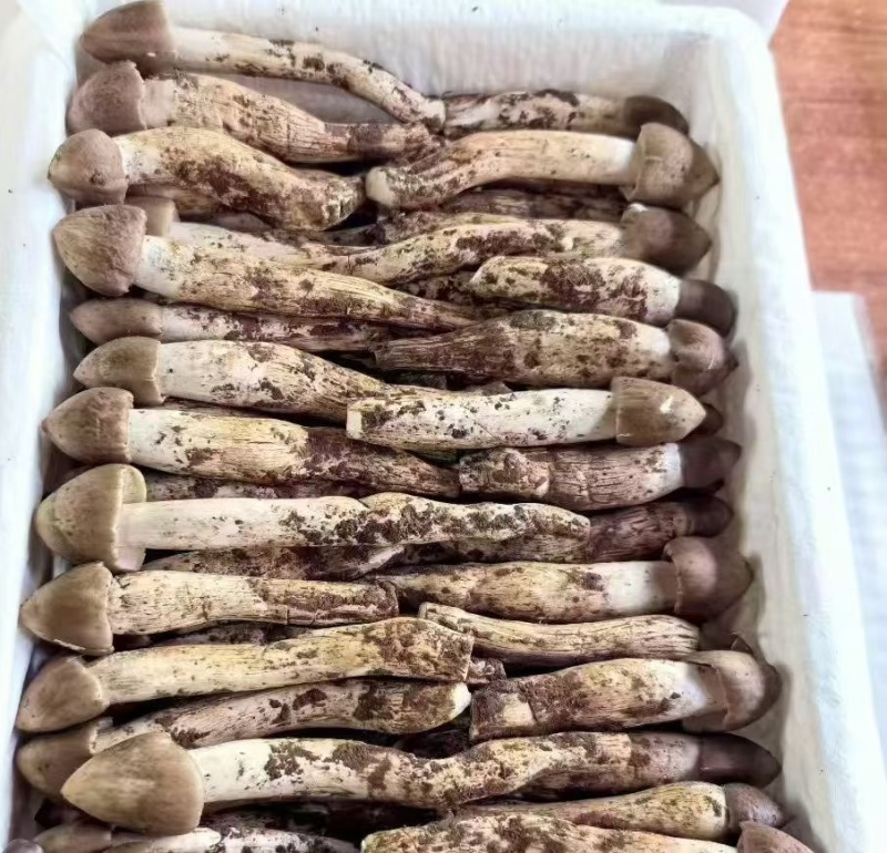 云南丽江野生鸡枞菌