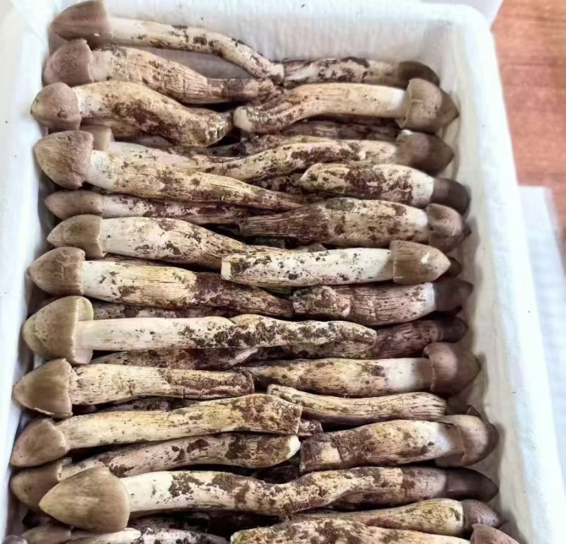 云南丽江野生鸡枞菌